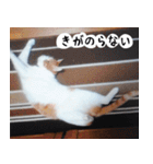 日本猫の銀ちゃん 写真バージョン4（個別スタンプ：10）
