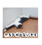日本猫の銀ちゃん 写真バージョン4（個別スタンプ：11）