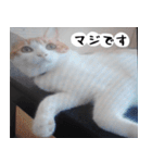 日本猫の銀ちゃん 写真バージョン4（個別スタンプ：12）