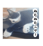 日本猫の銀ちゃん 写真バージョン4（個別スタンプ：13）