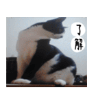 日本猫の銀ちゃん 写真バージョン4（個別スタンプ：14）