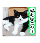 日本猫の銀ちゃん 写真バージョン4（個別スタンプ：15）