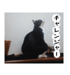 日本猫の銀ちゃん 写真バージョン4（個別スタンプ：16）