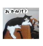 日本猫の銀ちゃん 写真バージョン4（個別スタンプ：17）