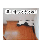 日本猫の銀ちゃん 写真バージョン4（個別スタンプ：18）