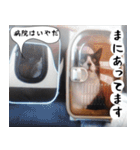 日本猫の銀ちゃん 写真バージョン4（個別スタンプ：19）