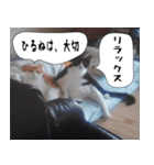 日本猫の銀ちゃん 写真バージョン4（個別スタンプ：20）