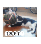 日本猫の銀ちゃん 写真バージョン4（個別スタンプ：21）