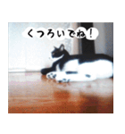 日本猫の銀ちゃん 写真バージョン4（個別スタンプ：22）