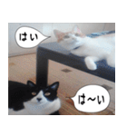 日本猫の銀ちゃん 写真バージョン4（個別スタンプ：23）