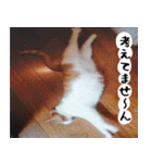 日本猫の銀ちゃん 写真バージョン4（個別スタンプ：24）