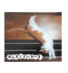 日本猫の銀ちゃん 写真バージョン4（個別スタンプ：25）
