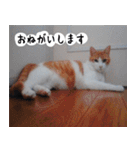 日本猫の銀ちゃん 写真バージョン4（個別スタンプ：26）
