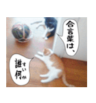 日本猫の銀ちゃん 写真バージョン4（個別スタンプ：27）