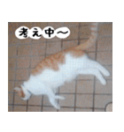 日本猫の銀ちゃん 写真バージョン4（個別スタンプ：28）