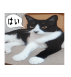 日本猫の銀ちゃん 写真バージョン4（個別スタンプ：29）