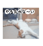 日本猫の銀ちゃん 写真バージョン4（個別スタンプ：30）