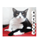 日本猫の銀ちゃん 写真バージョン4（個別スタンプ：31）