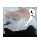 日本猫の銀ちゃん 写真バージョン4（個別スタンプ：32）