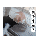 日本猫の銀ちゃん 写真バージョン4（個別スタンプ：33）