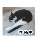 日本猫の銀ちゃん 写真バージョン4（個別スタンプ：34）