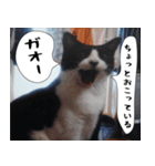 日本猫の銀ちゃん 写真バージョン4（個別スタンプ：35）
