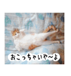 日本猫の銀ちゃん 写真バージョン4（個別スタンプ：36）