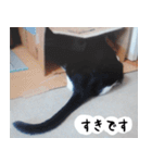 日本猫の銀ちゃん 写真バージョン4（個別スタンプ：37）