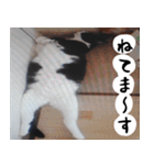日本猫の銀ちゃん 写真バージョン4（個別スタンプ：38）