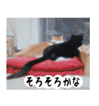 日本猫の銀ちゃん 写真バージョン4（個別スタンプ：39）