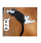 日本猫の銀ちゃん 写真バージョン4（個別スタンプ：40）