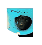 ラブラドールの愛犬スタンプ（個別スタンプ：8）