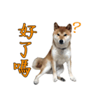 shiba Orange（個別スタンプ：4）