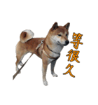 shiba Orange（個別スタンプ：6）