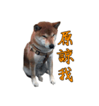 shiba Orange（個別スタンプ：10）