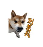 shiba Orange（個別スタンプ：13）