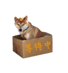 shiba Orange（個別スタンプ：18）