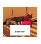 サダハルという名の猫（個別スタンプ：2）