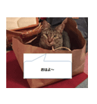 サダハルという名の猫（個別スタンプ：3）