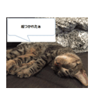 サダハルという名の猫（個別スタンプ：4）