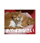 猫の写真スタンプ ブギとハニー その②（個別スタンプ：2）