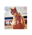 猫の写真スタンプ ブギとハニー その②（個別スタンプ：11）