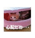 猫の写真スタンプ ブギとハニー その②（個別スタンプ：13）