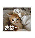 猫の写真スタンプ ブギとハニー その②（個別スタンプ：16）
