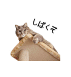 関西弁リアル猫（写真）（個別スタンプ：5）