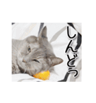 関西弁リアル猫（写真）（個別スタンプ：18）