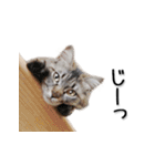 関西弁リアル猫（写真）（個別スタンプ：26）