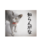 関西弁リアル猫（写真）（個別スタンプ：33）