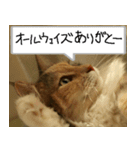 猫が代わりにお伝え その5（個別スタンプ：7）