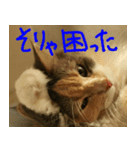 猫が代わりにお伝え その5（個別スタンプ：8）